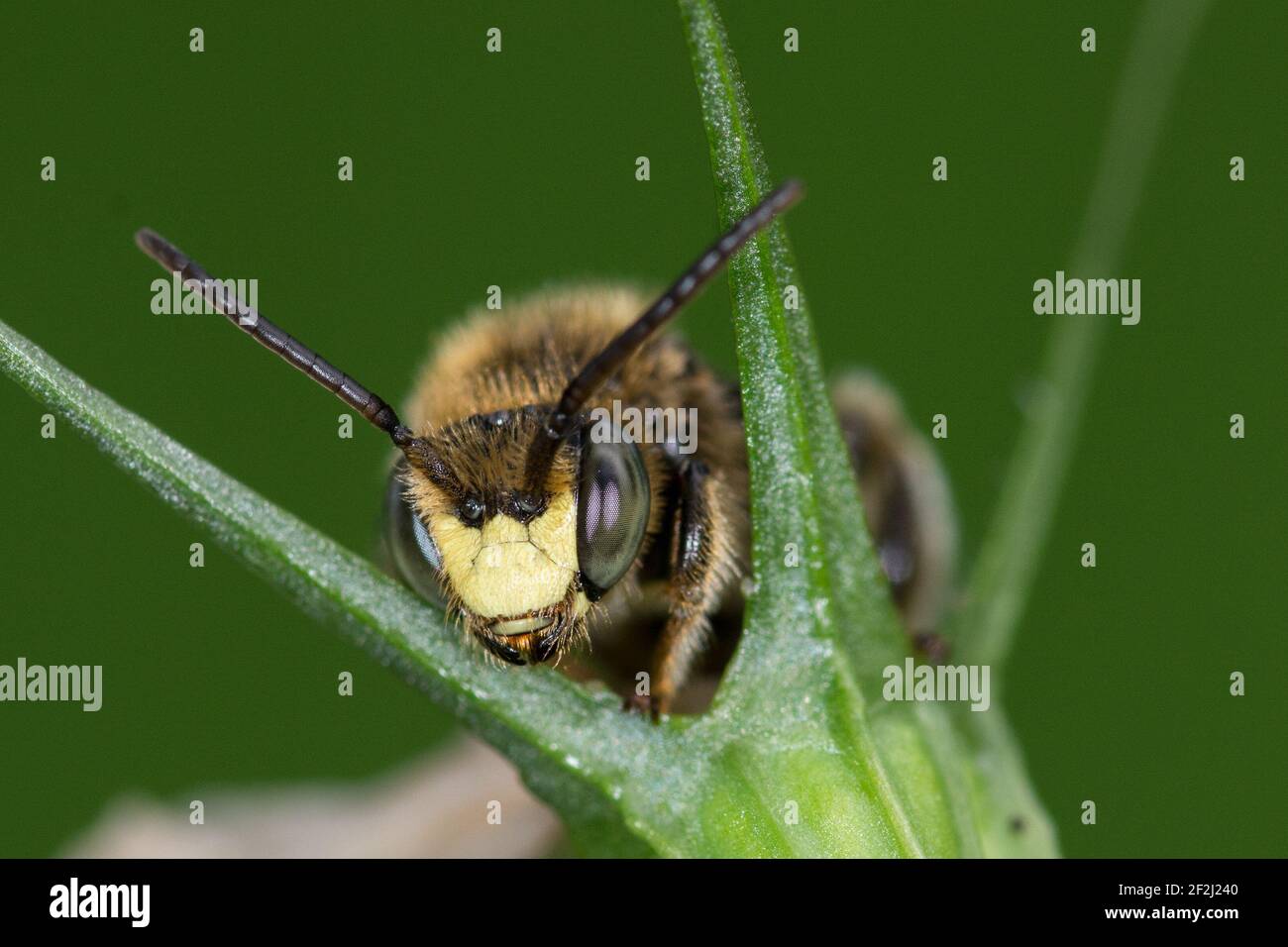 Die Auen-Schenkelbiene war die Wild-Biene des Jahres 2020 Stock Photo