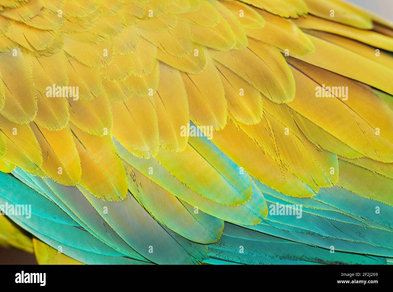 Military macaw (Ara militaris) feathers, close-up, Costa Rica, Central America Stock Photo