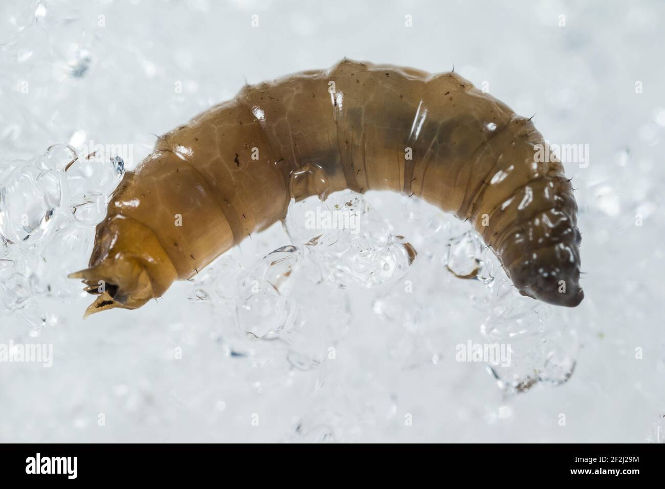 Aquatic Crane Fly Larvae
