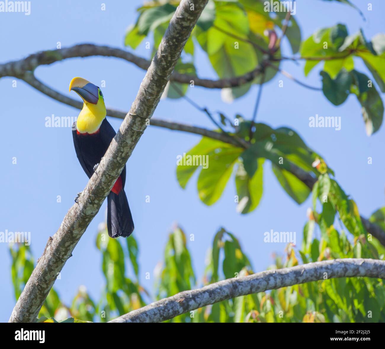 Chestnut-mandibled Toucan (Ramphastos swainsonii) perching on a tree, Corcovado National Park, Osa Peninsula, Costa Rica Stock Photo