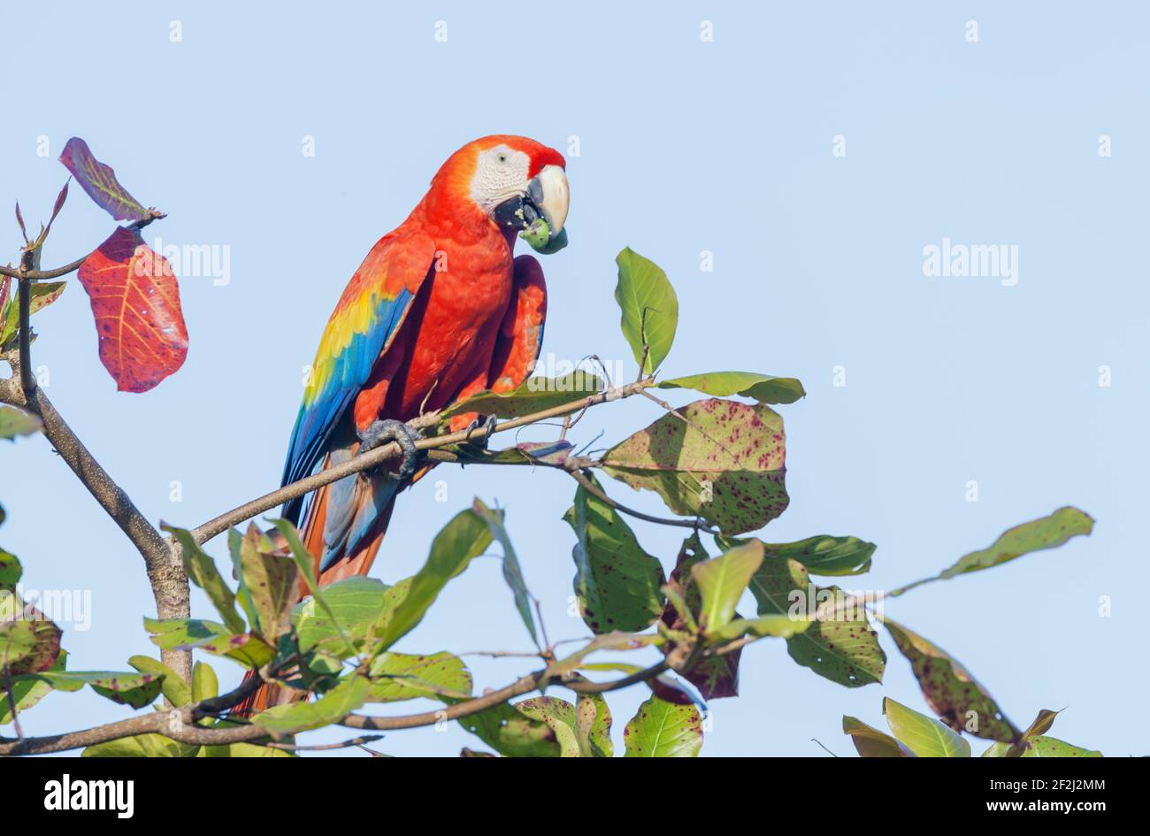 Scarlet Macaw (Ara macao) eating nut, Corcovado National Park, Osa Peninsula, Costa Rica Stock Photo