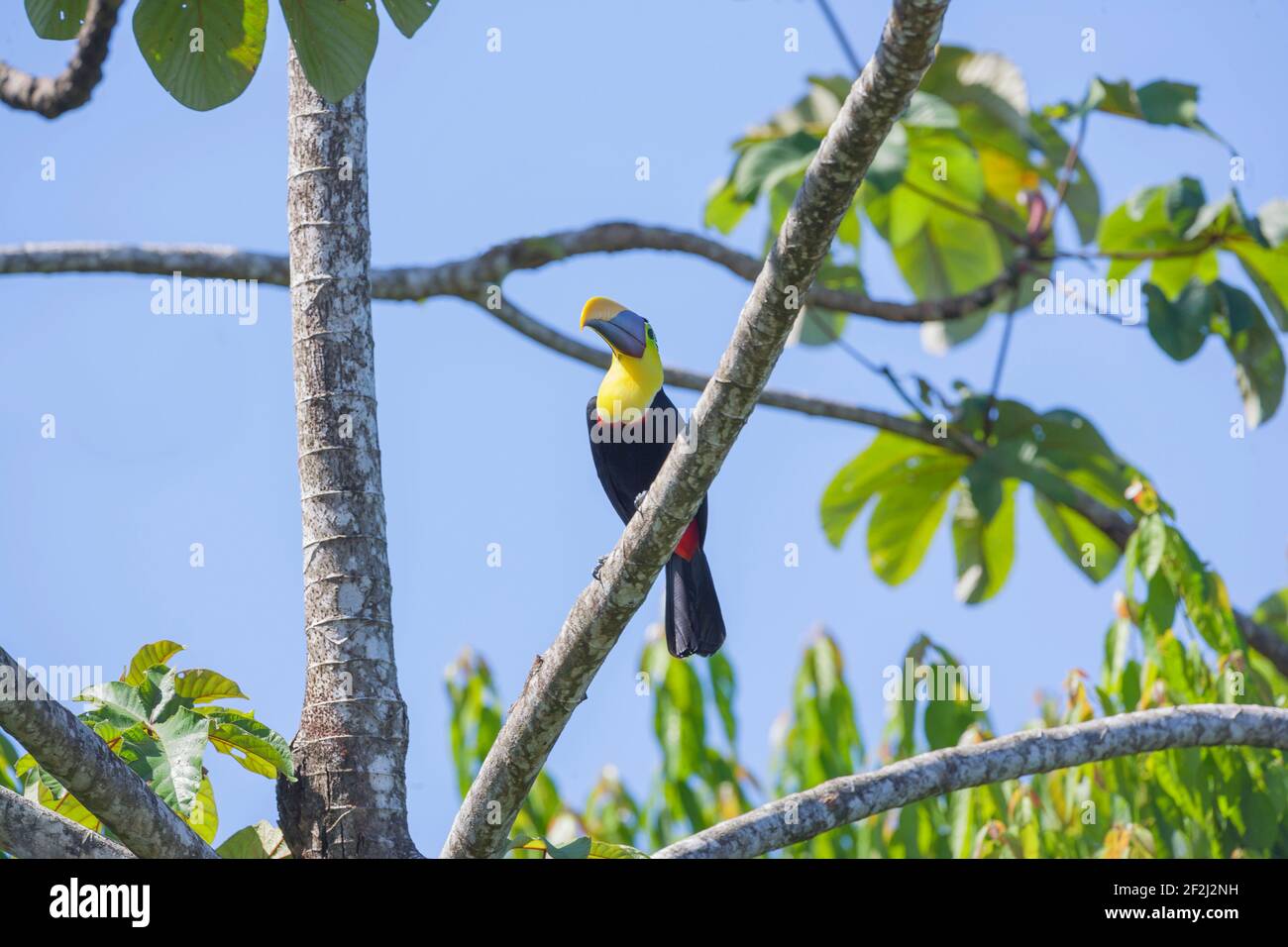Chestnut-mandibled Toucan (Ramphastos swainsonii) perching on a tree, Corcovado National Park, Osa Peninsula, Costa Rica Stock Photo