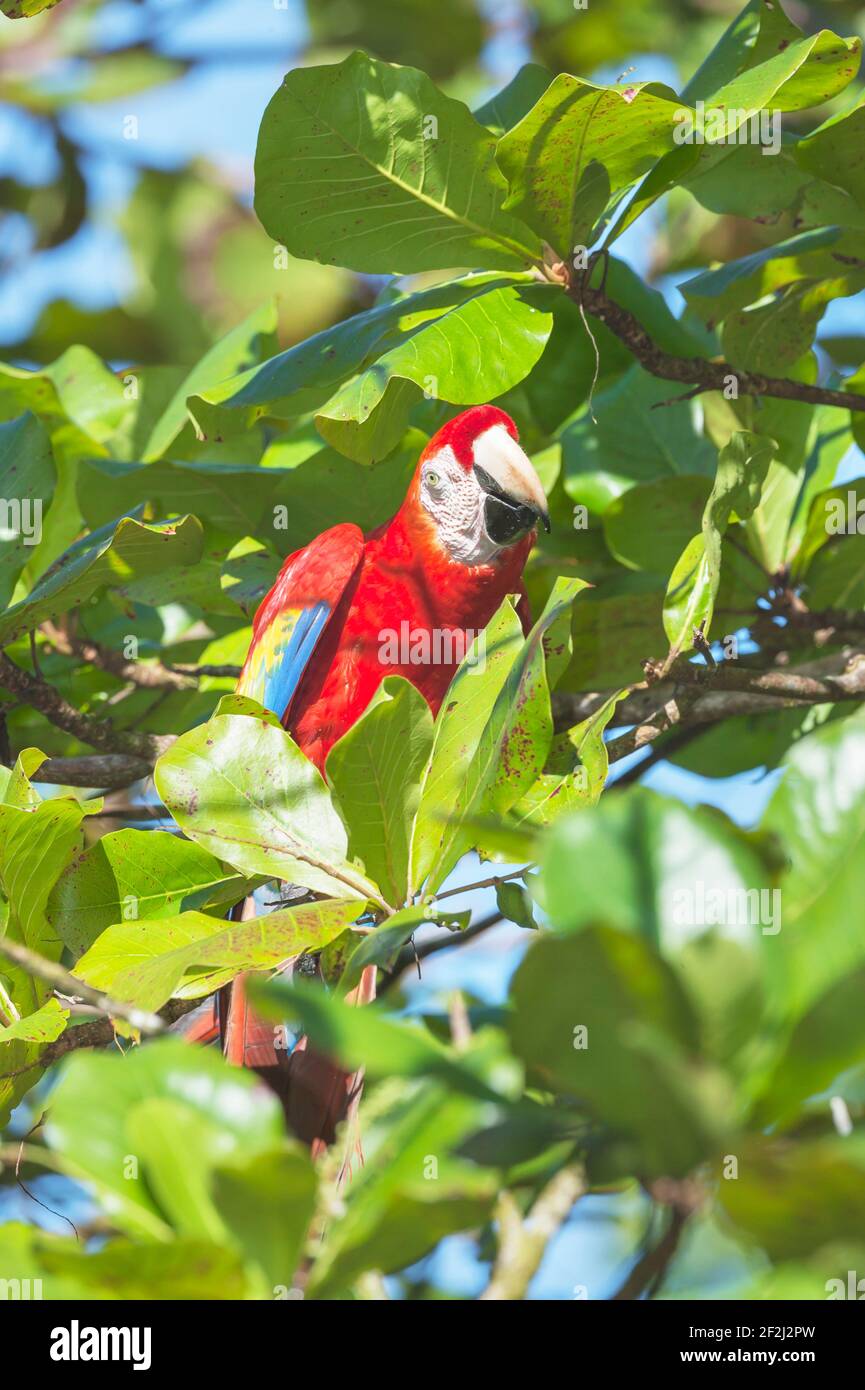 Scarlet Macaw (Ara macao) perching on a tree, Corcovado National Park, Osa Peninsula, Costa Rica Stock Photo