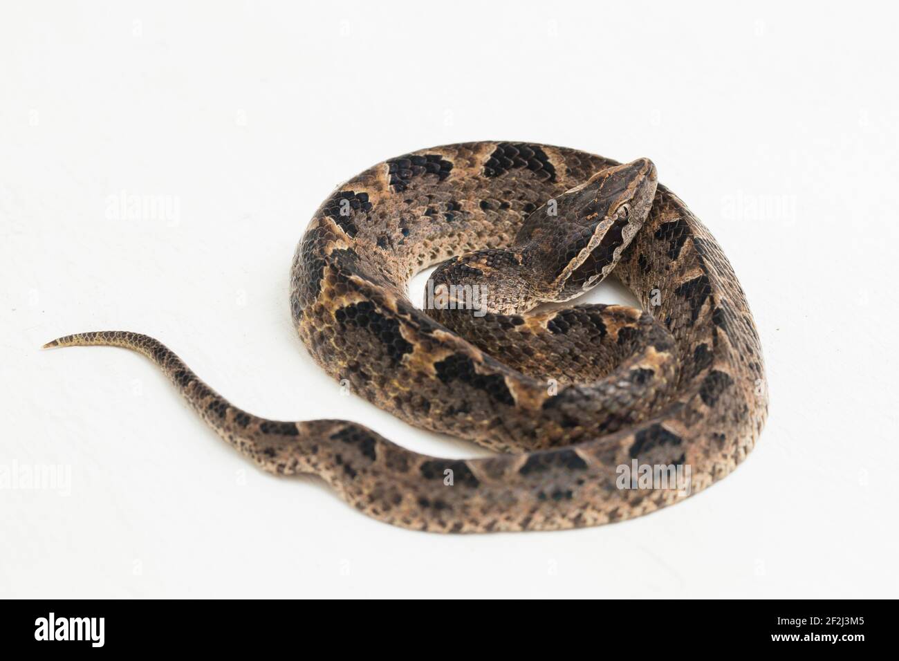 Malayan Ground Pit Viper Snake Calloselasma Rhodostoma Isolated On White Background Stock Photo Alamy