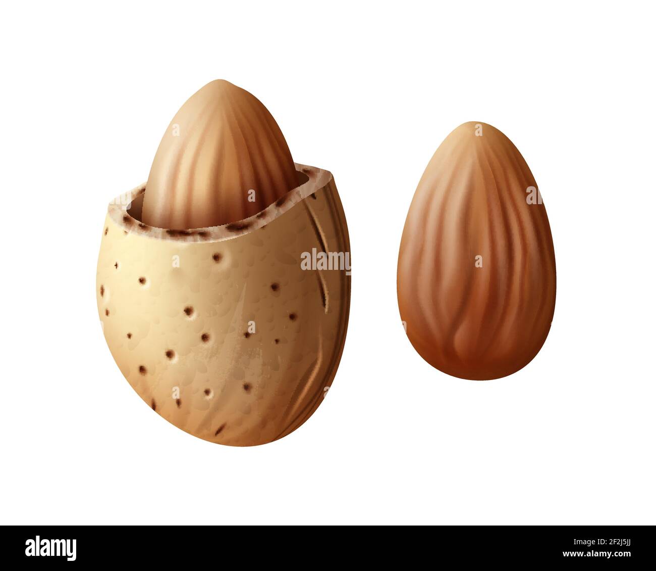 Vector realistic two almond nuts with shell close up side view isolated on white background Stock Vector