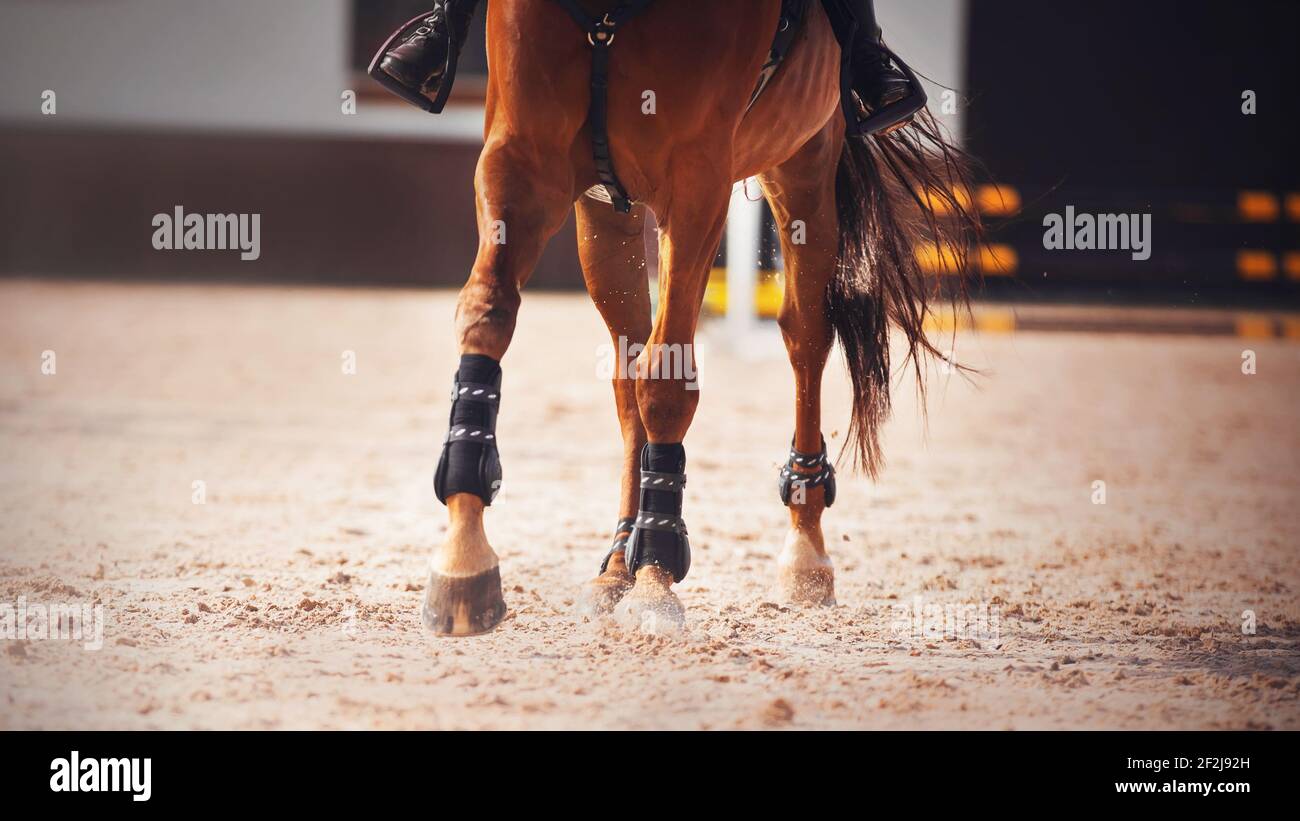 The legs of a sorrel horse with long tail, treading on the sand in the arena with its hooves and kicking up dust with them. Equestrian sports. Horse r Stock Photo