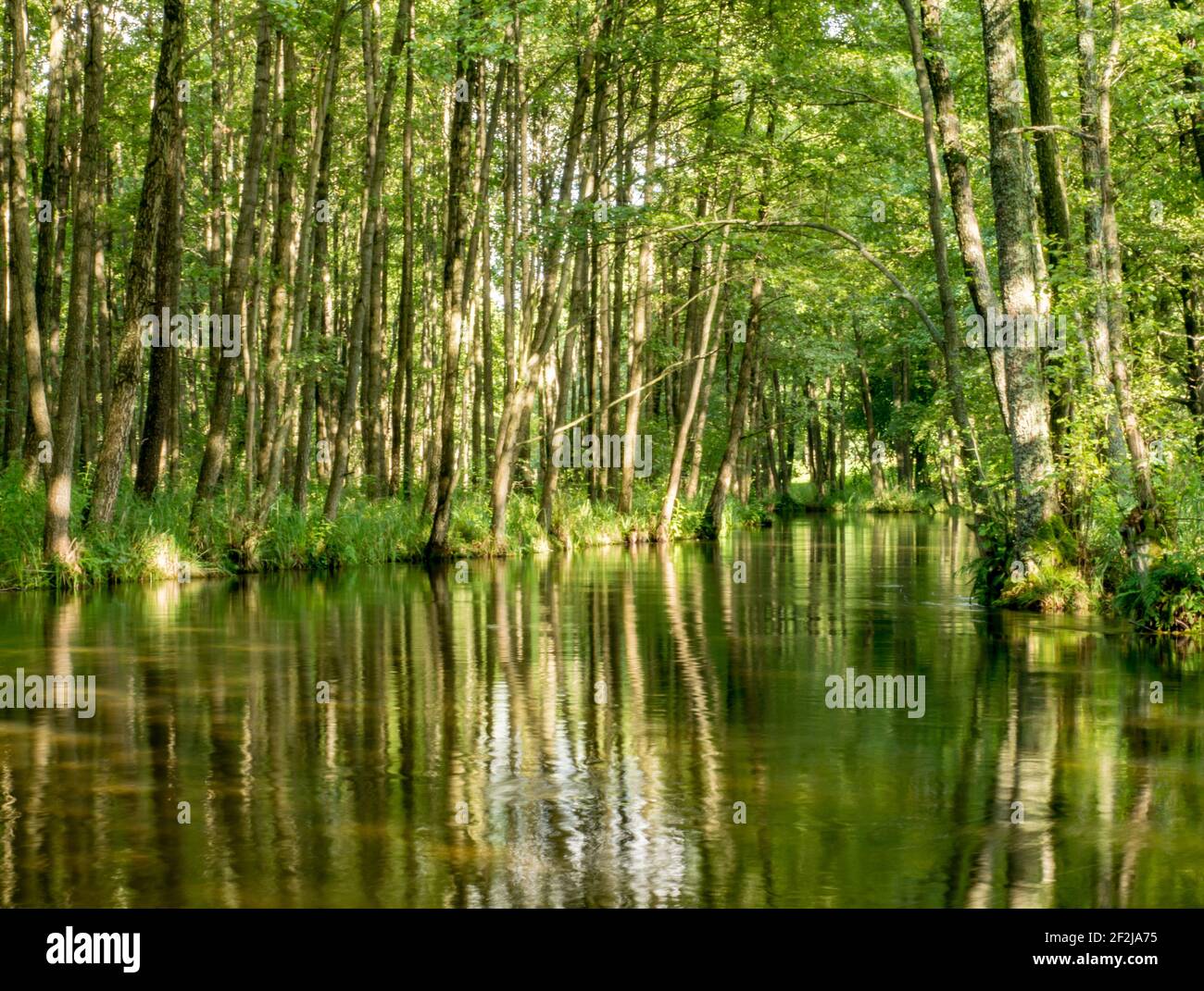 Trees and clouds reflecting in a water. Wda river during the canoeing