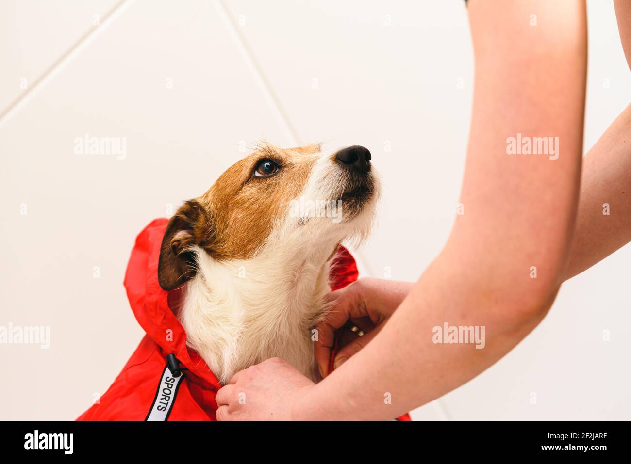 Responsible pet owner dressing her dog in water resisting raincoat before going out for walk Stock Photo