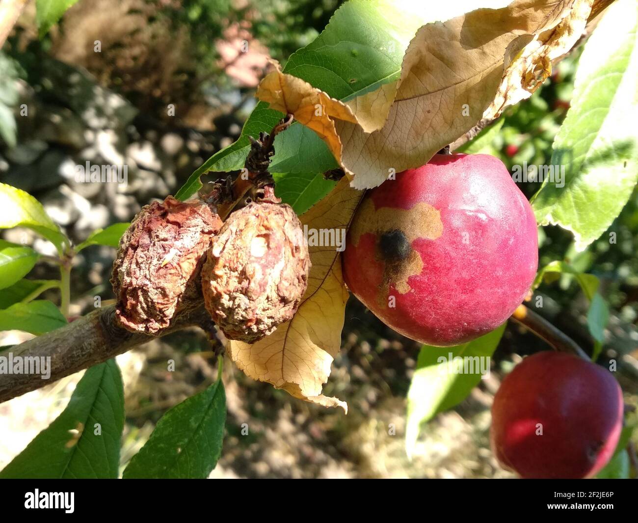 Rotten fruits on the tree Stock Photo