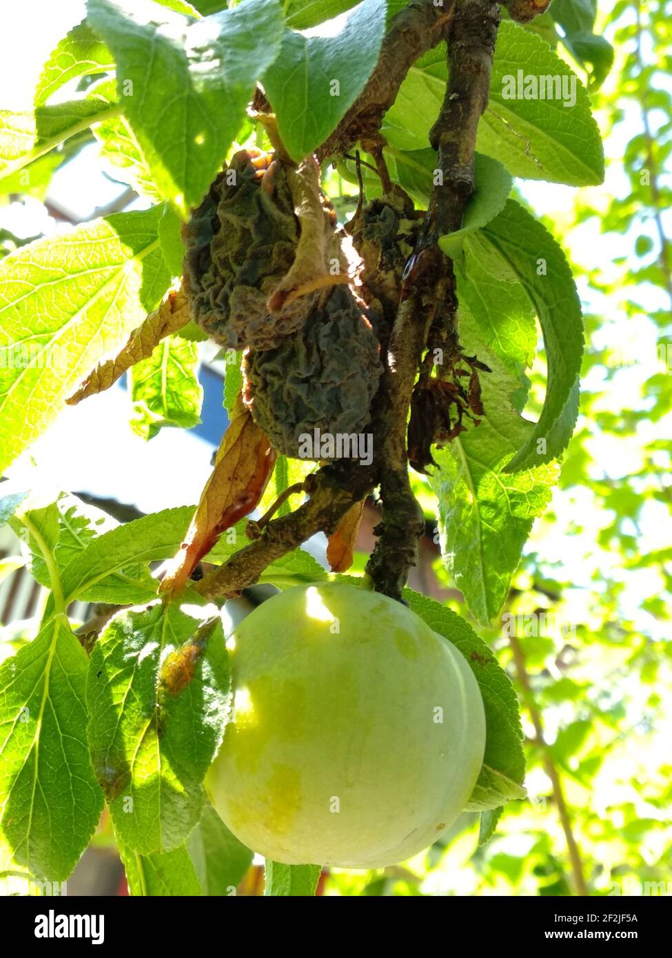 Rotten fruits on the tree Stock Photo