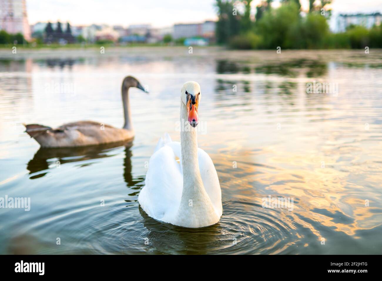 White beautiful swan swimming on lake water in summer Stock Photo - Alamy