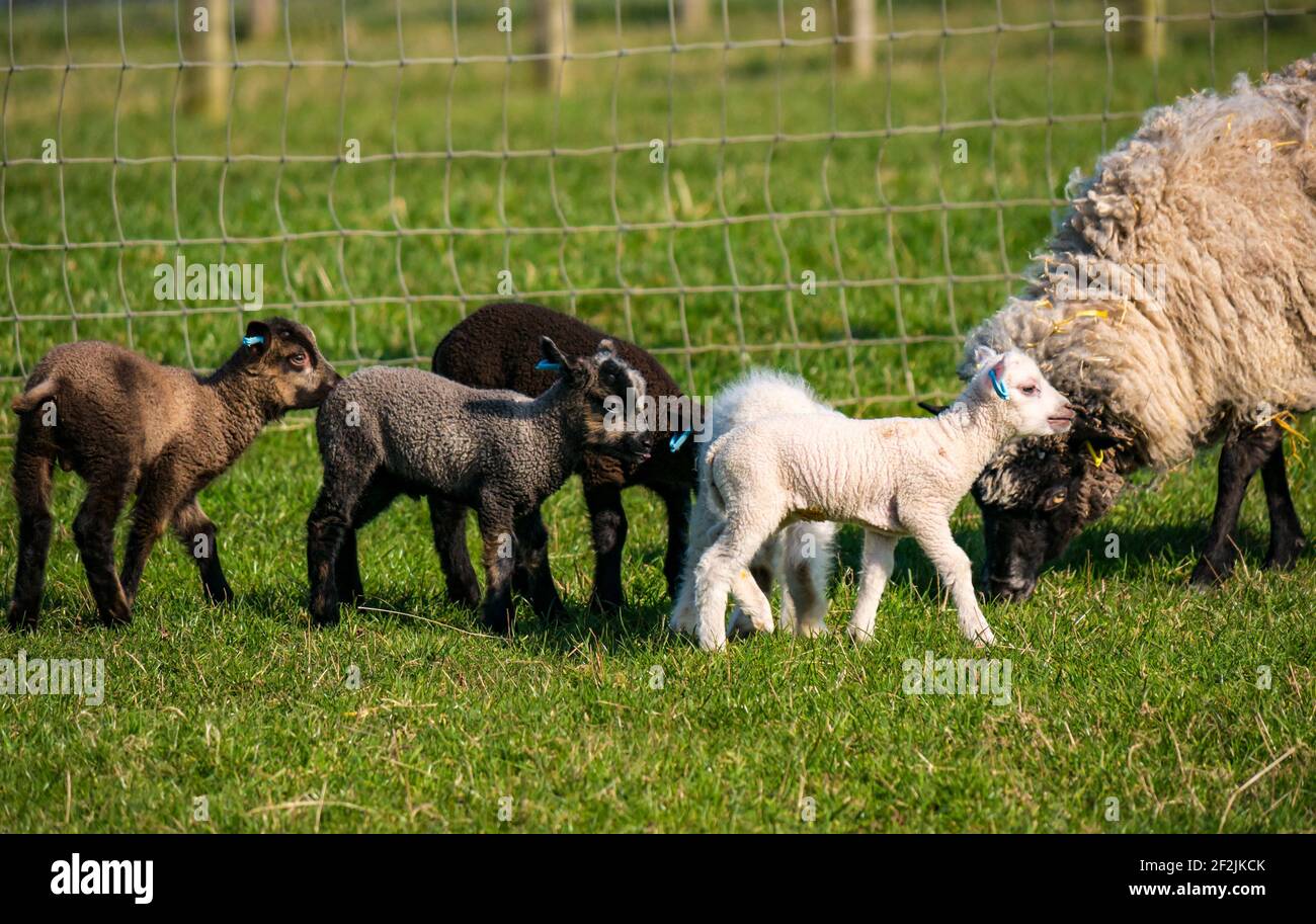 Vaierty of coloured Shetland sheep lambs with ewe in field, East Lothian, Scotland, UK Stock Photo