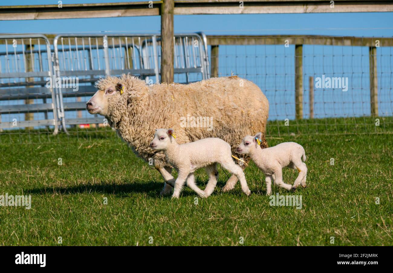 Shetland sheep lamb twins running with mother ewe in field in sunshine, East Lothian, Scotland, UK Stock Photo