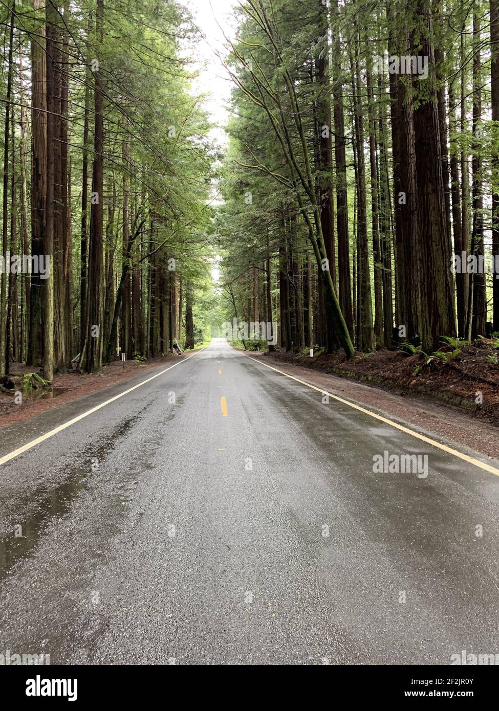 A vertical shot of a straight asphalt road through a dense forest Stock ...