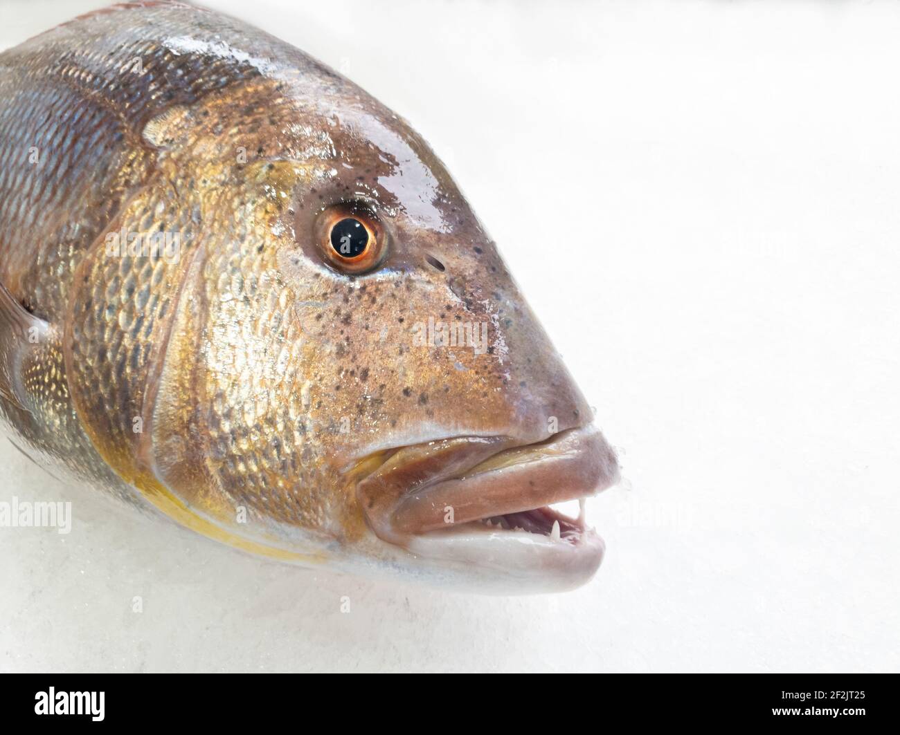 A big dentex in a fish market on ice,close up details. Common dentex (Dentex dentex). Stock Photo