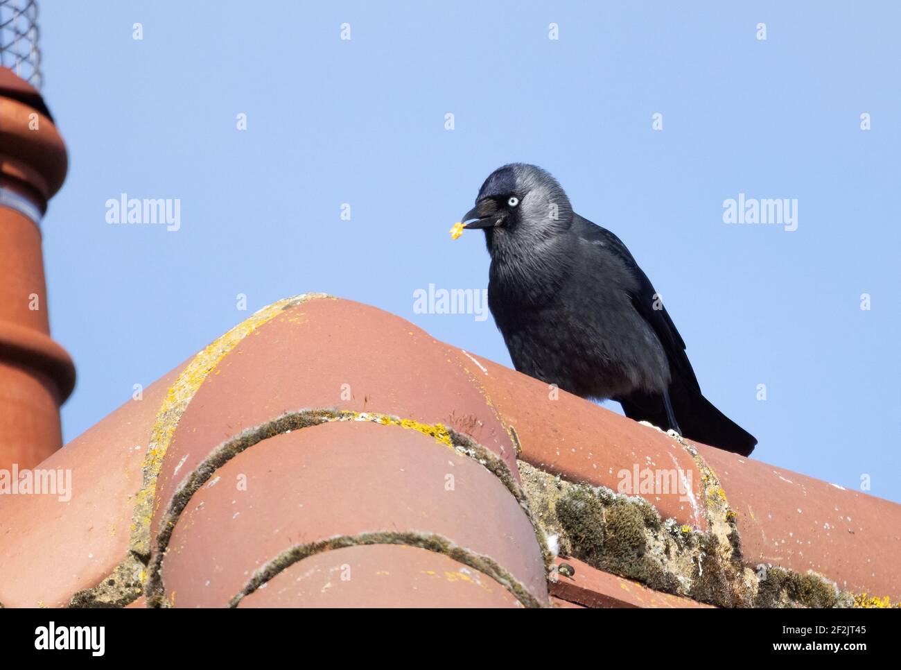 Eurasian jackdaw feeding hires stock photography and images Alamy