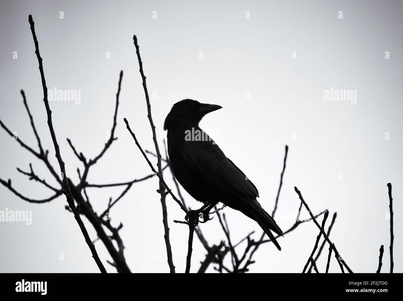 Silhouette of a bird on a tree in winter;  UK Stock Photo