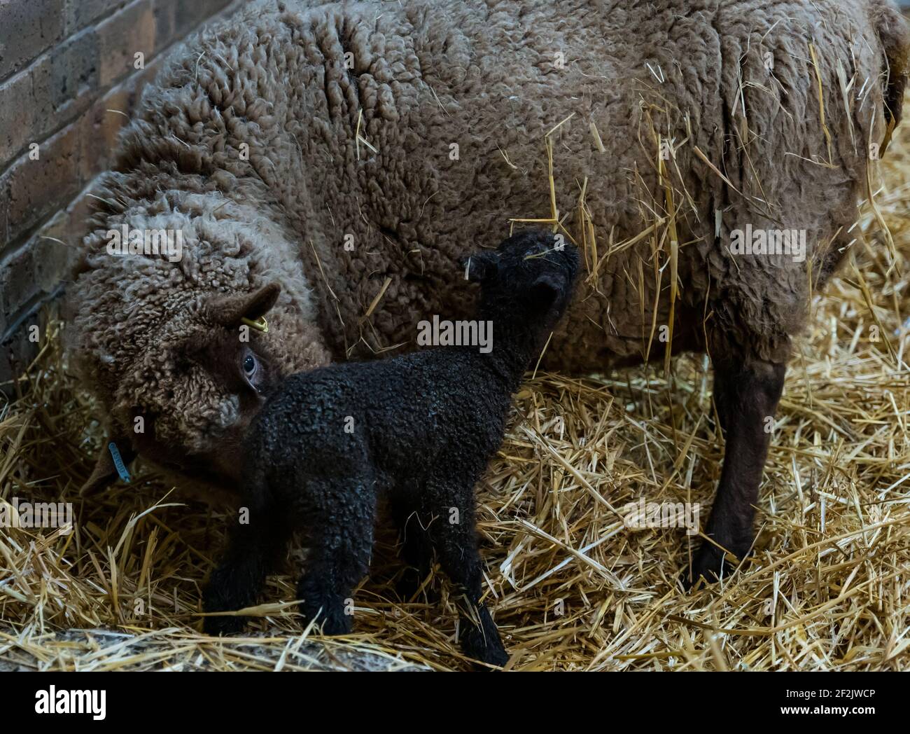 Newborn Shetland sheep lamb being licked clean by mother sheep in barn, East Lothian, Scotland, UK Stock Photo