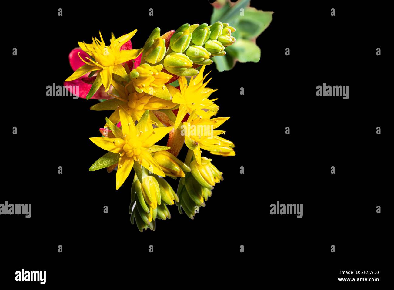 wonderful yellow flower of Sedum oreganum succulent plant, on black background Stock Photo