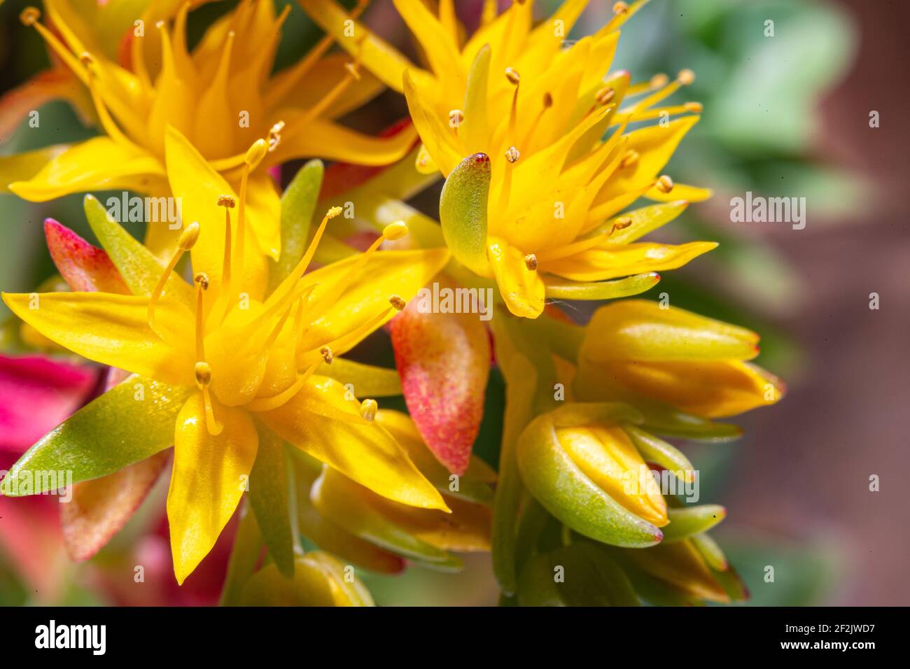 wonderful yellow flower of the Sedum oreganum succulent plant Stock Photo