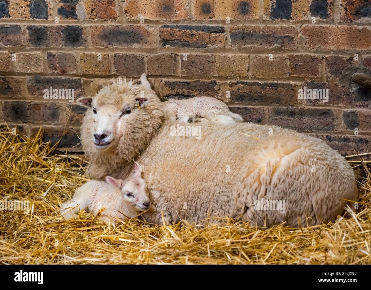 Mother Shetland sheep ewe with newborn lamb twins sleeping in barn, East Lothian, Scotland, UK Stock Photo