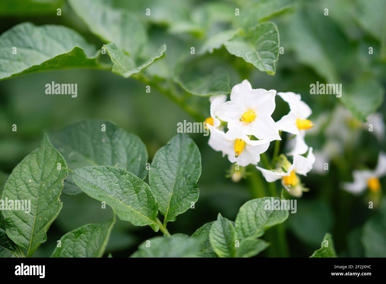 White flower of blooming potato plant. Beautiful white and yellow