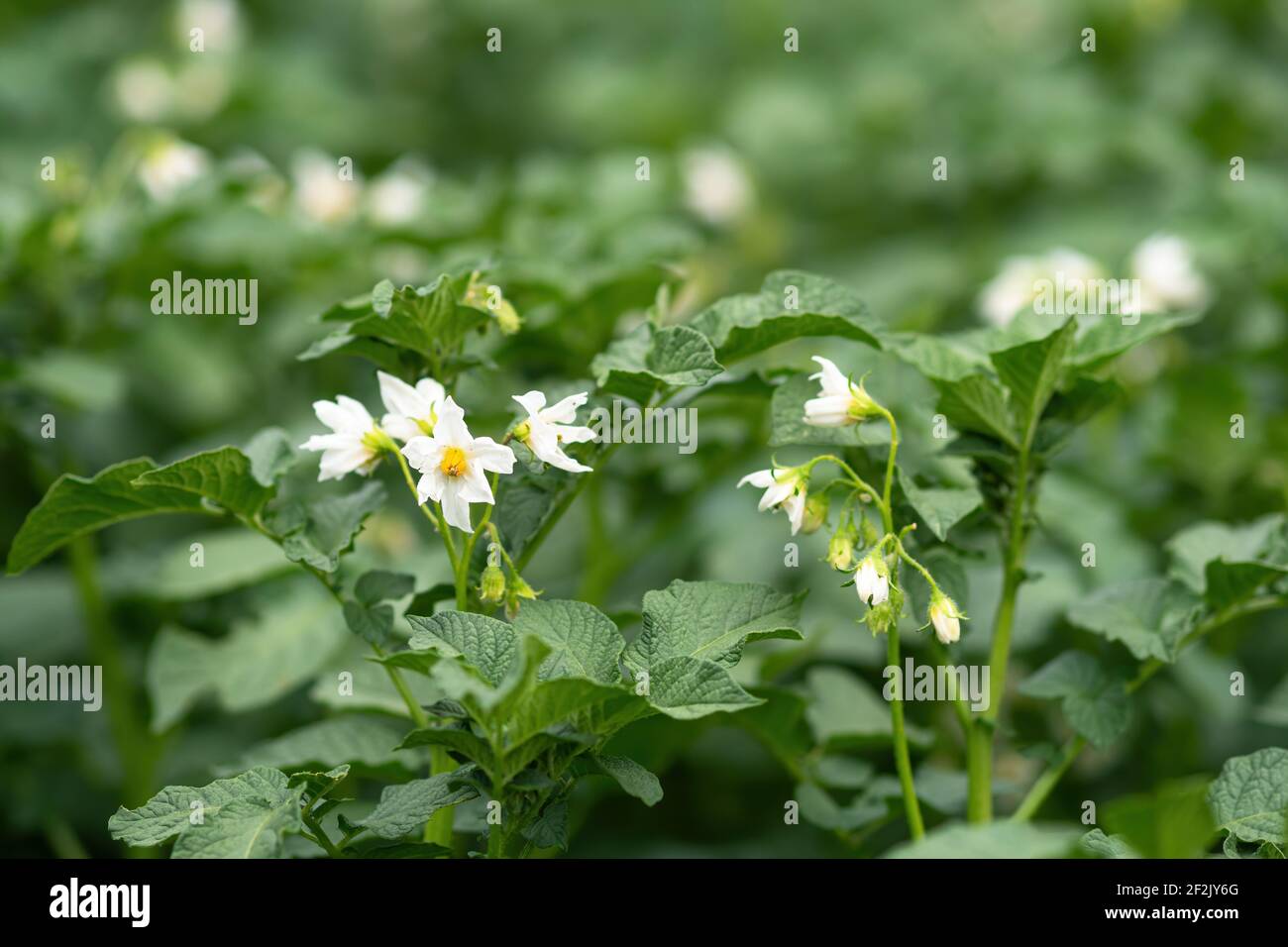Potato Plant Flower High Resolution Stock Photography And Images Alamy