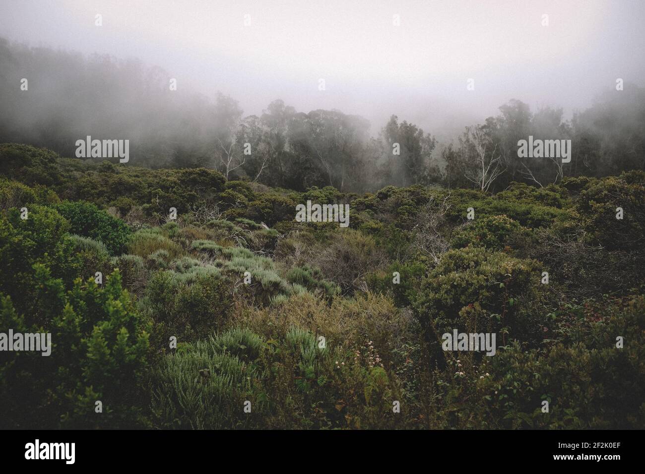 Fog mist woods hi-res stock photography and images - Alamy