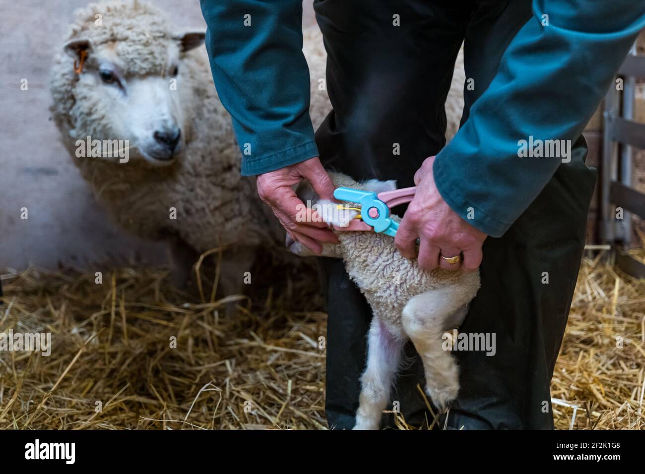 Farmer putting ear tags on newborn Shetland sheep lamb in barn, East