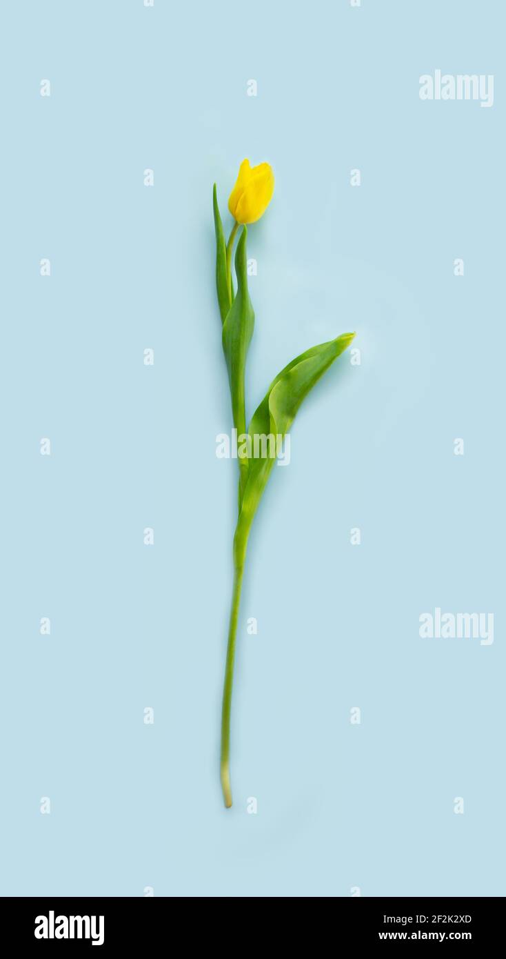 Yellow flowers long stem hires stock photography and images Alamy