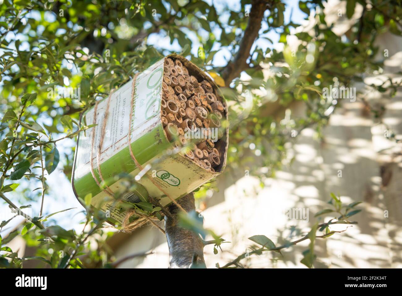 A home for solitary bees made from an recycled olive oil can and bamboo tied to a pyrocanthus bush in a garden in Exeter, Devon, UK. Stock Photo