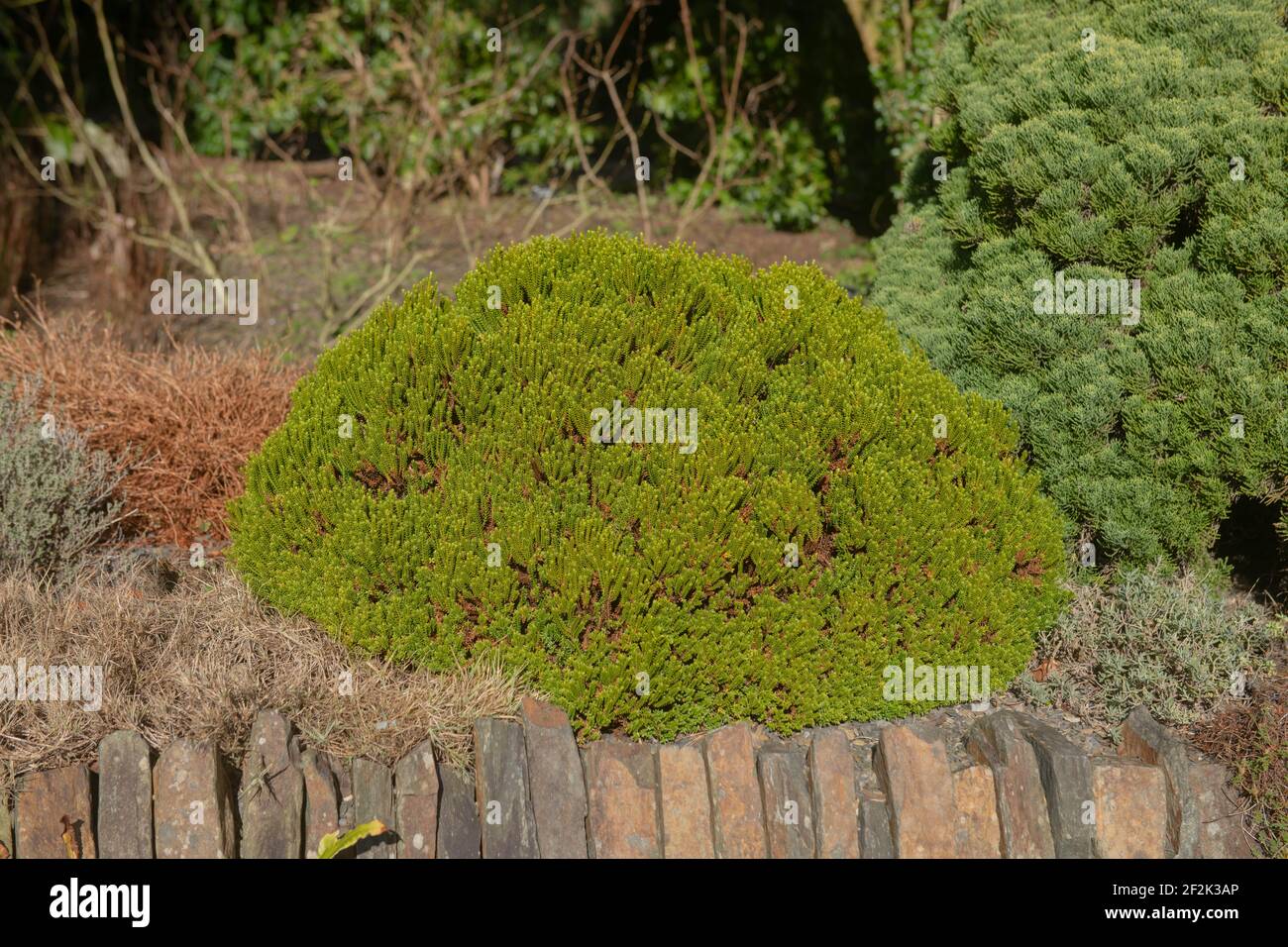 Winter Sun Shinning on the Bright Green Foliage of a Dwarf Compact Hebe Shrub (Hebe 'Emerald Gem') Growing on Top of a Stone Wall in a Garden in Devon Stock Photo