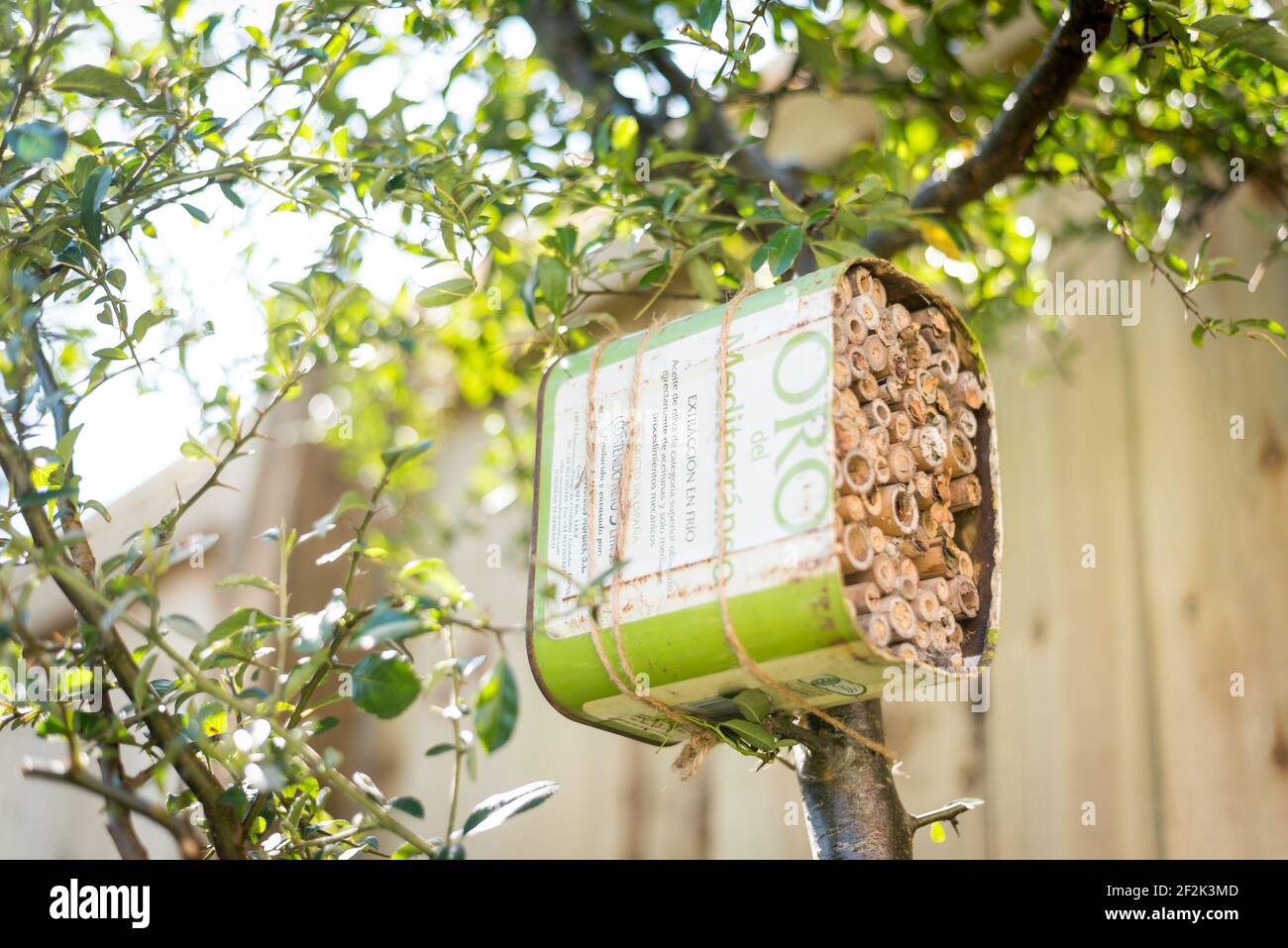 A home for solitary bees made from an recycled olive oil can and bamboo tied to a pyrocanthus bush in a garden in Exeter, Devon, UK. Stock Photo