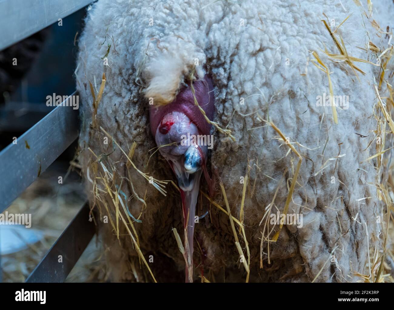 Shetland sheep ewe giving birth to newborn lamb in barn, East Lothian, Scotland, UK Stock Photo