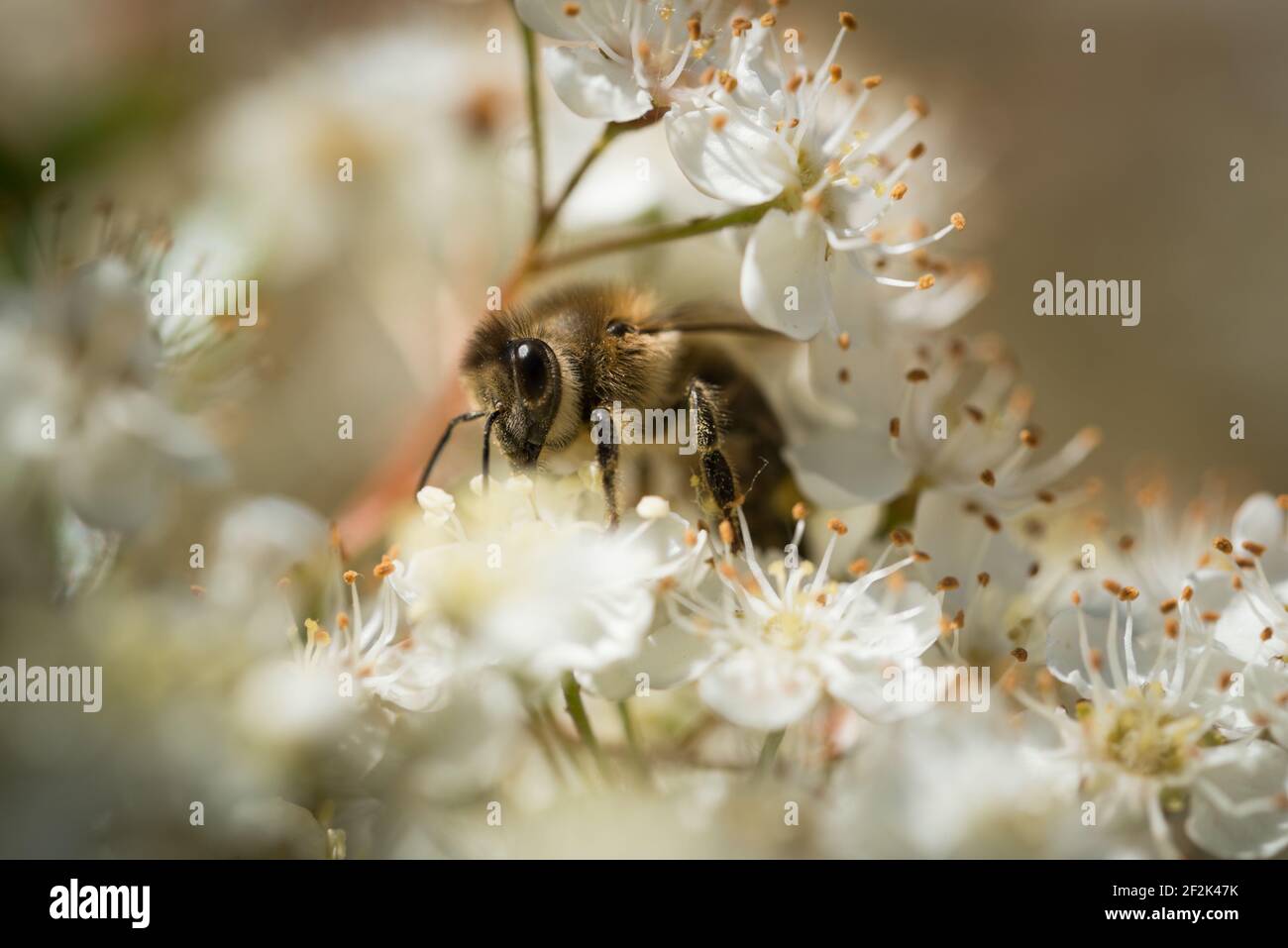 A European honey bee (Apis mellifera) on the flowers of a firethorn, or pyracantha, in a garden in Exeter, Devon, UK. Stock Photo