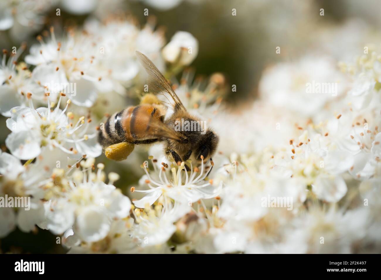 A European honey bee (Apis mellifera) on the flowers of a firethorn, or pyracantha, in a garden in Exeter, Devon, UK. Stock Photo