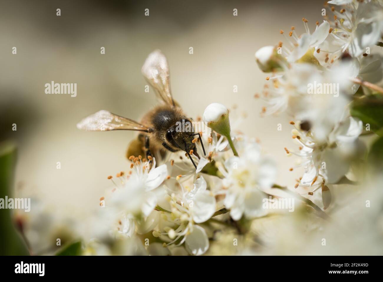 A western honey bee or European honey bee (Apis mellifera) foraging for nectar in the flowers of a blossoming firethorn or pyrocanthus. Stock Photo