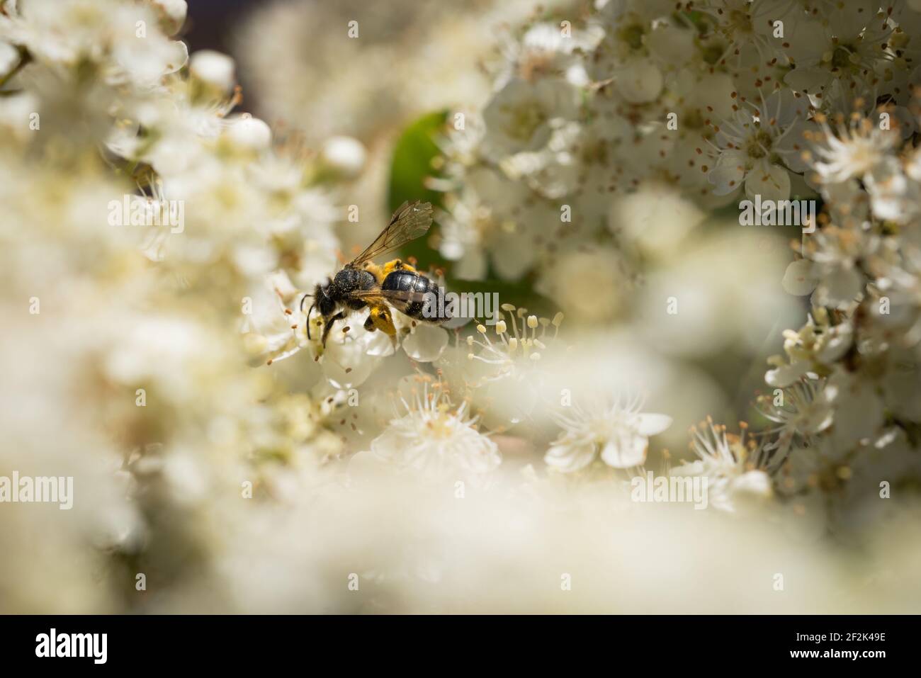 An Andrena minutula (common mini-mining bee) on the flowers of a firethorn, or pyracantha, in a garden in Exeter, Devon, UK. Stock Photo