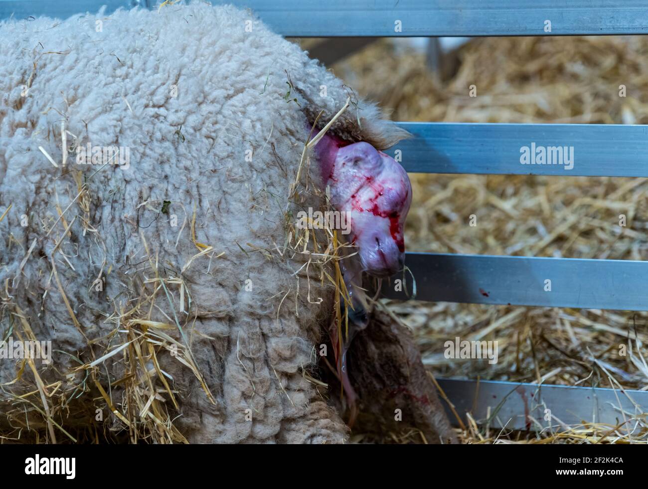 Shetland sheep ewe giving birth to newborn lamb in barn, East Lothian, Scotland, UK Stock Photo