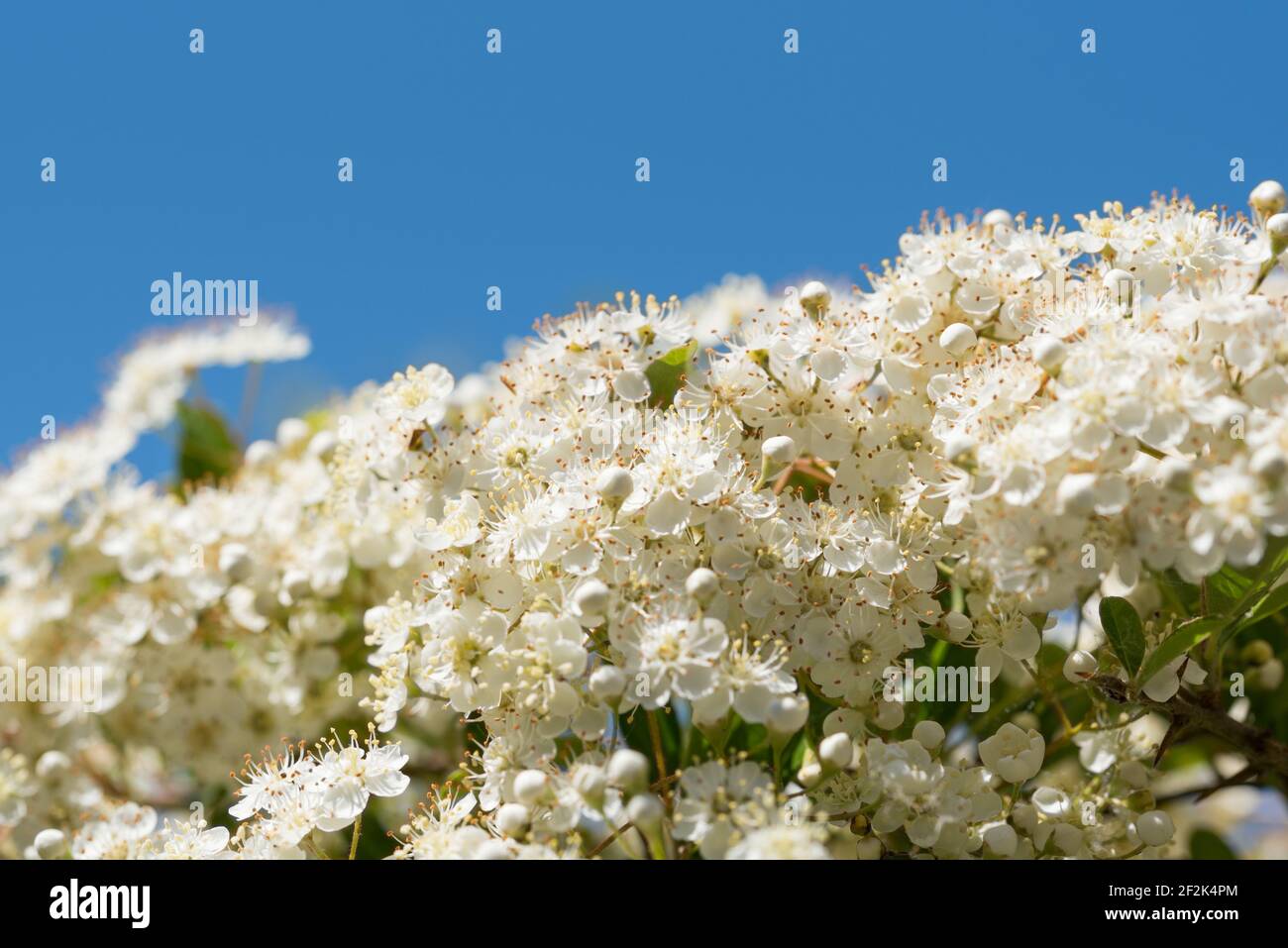 The flowers of a firethorn, or pyracantha, in a garden in Exeter, Devon, UK. Stock Photo