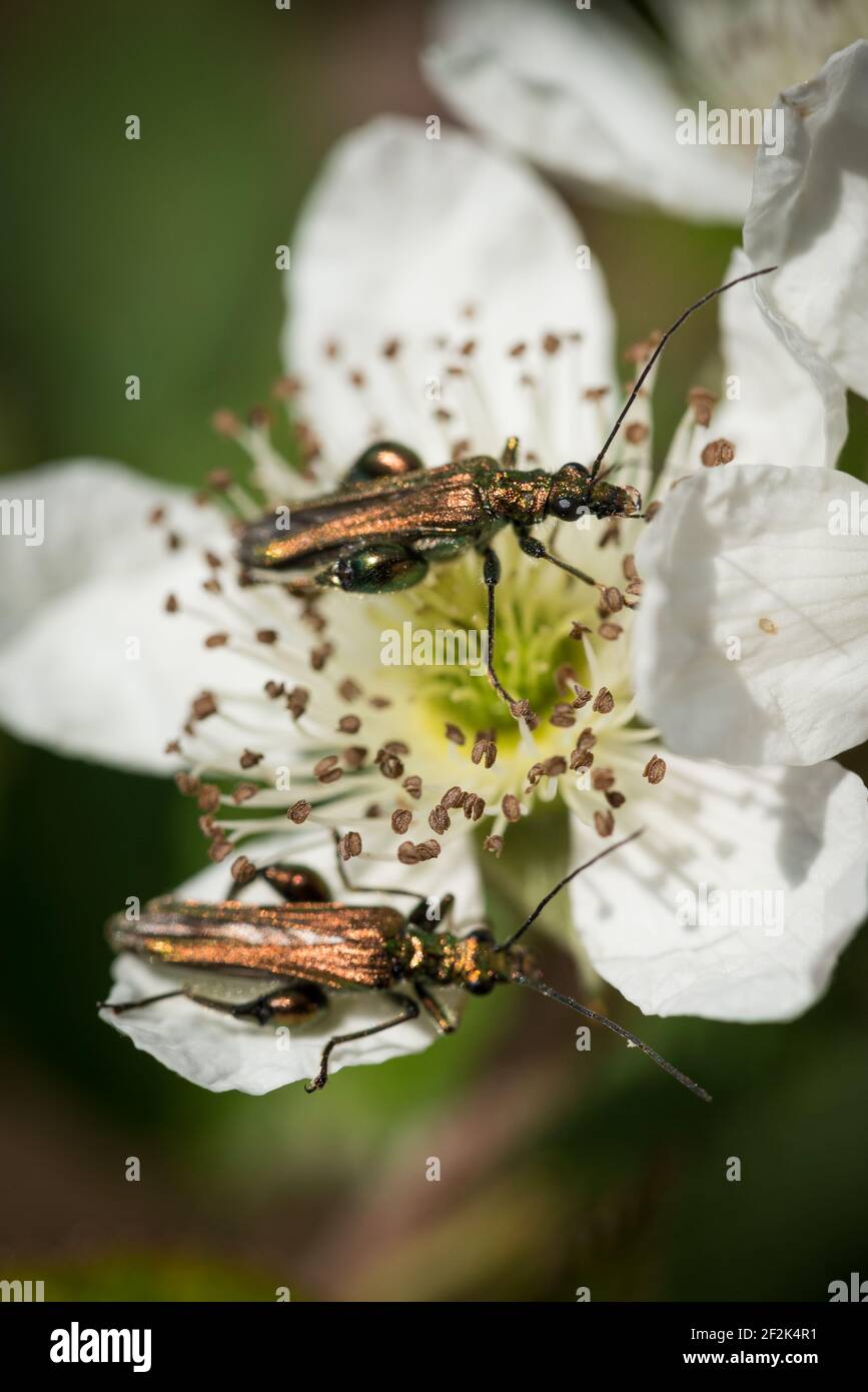 A false oil beetle (Oedemera nobilis) a wild rose flower near Colaton Raleigh, Devon, UK Stock Photo