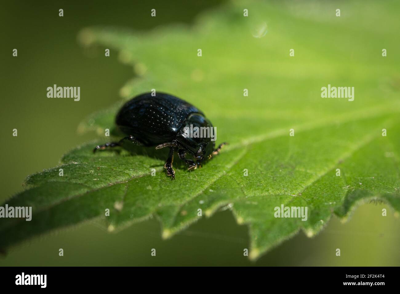Hydrophilidae beetle near Colaton Raleigh, Devon, UK Stock Photo