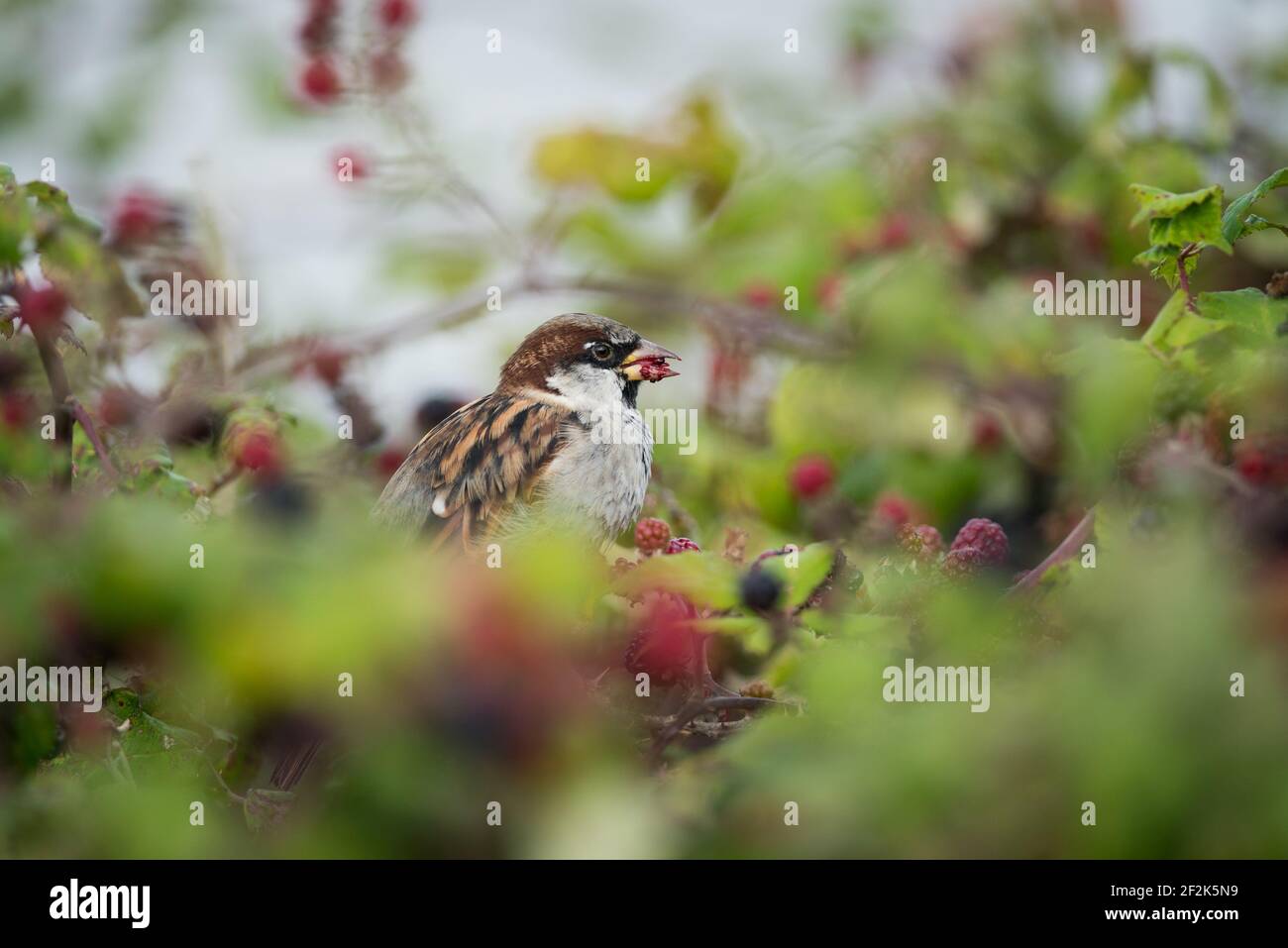 A male house sparrow eats blackberries in brambles in Devon, UK. Stock Photo