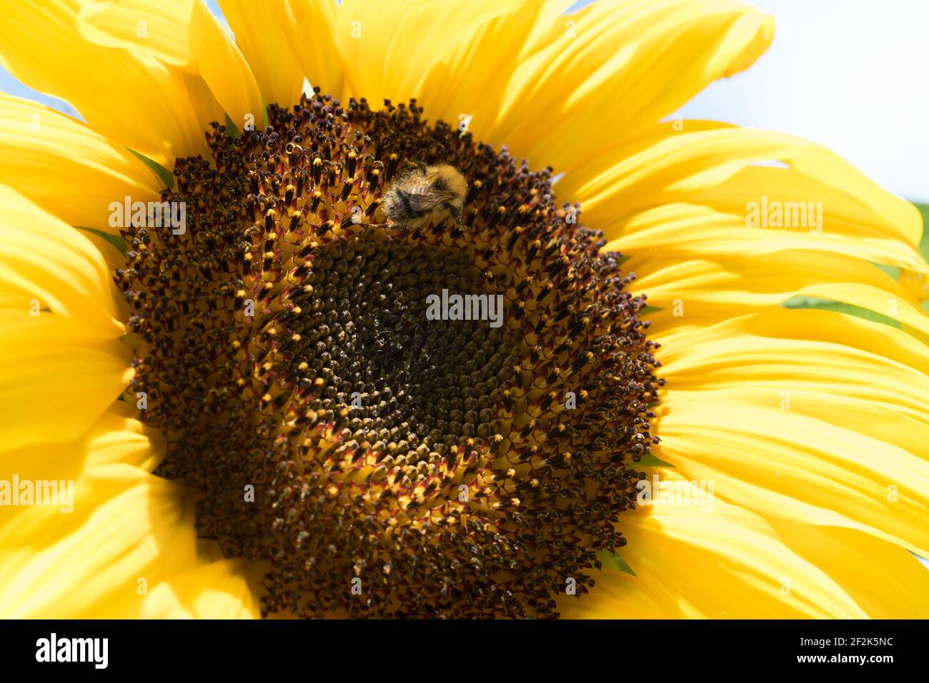 Common carder bee (Bombus pascuorum) on a sunflower (helianthus) in a garden in Exeter, Devon, UK. Stock Photo