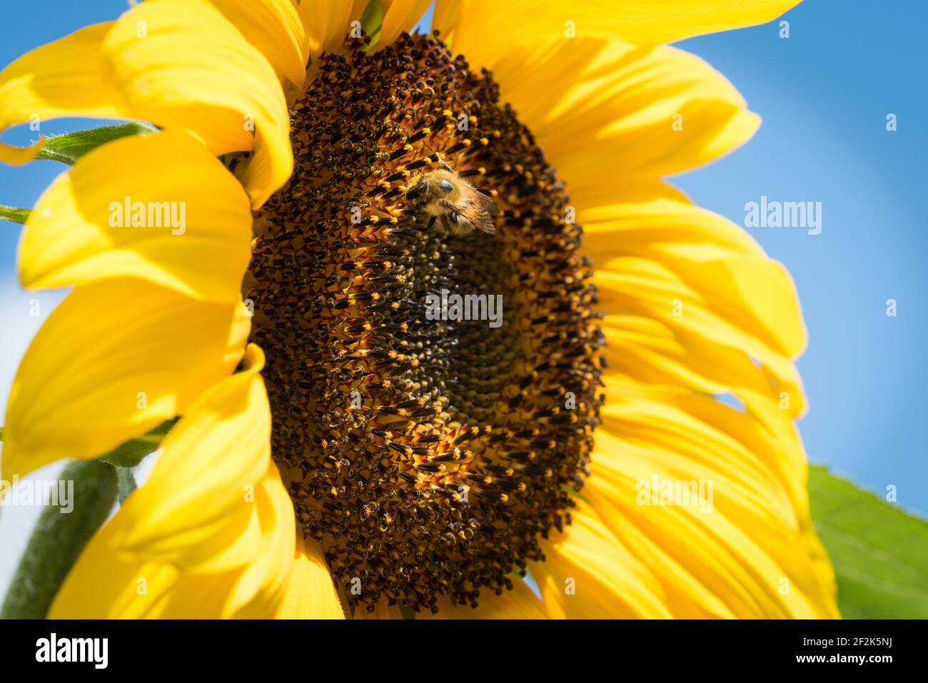 Common carder bee (Bombus pascuorum) on a sunflower (helianthus) in a garden in Exeter, Devon, UK. Stock Photo