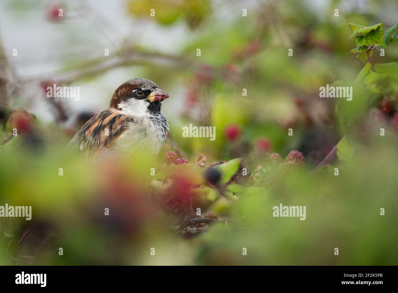A male house sparrow eats blackberries in brambles in Devon, UK. Stock Photo