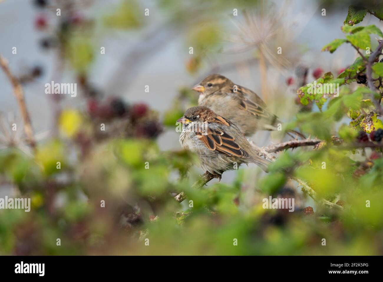 Female house sparrows perch in brambles in Devon, UK. Stock Photo