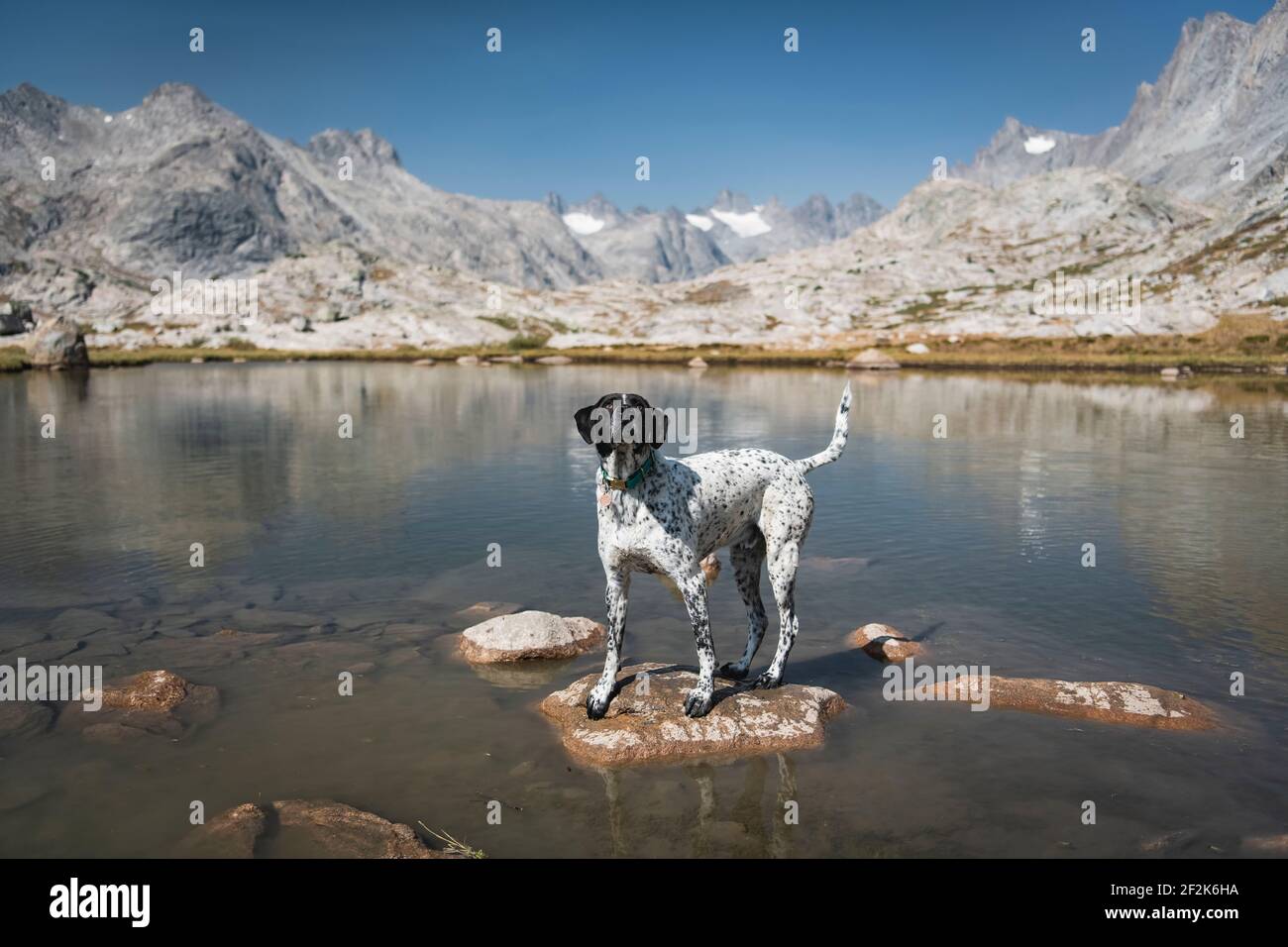 Pointer dog standing on rock in lake against mountains Stock Photo