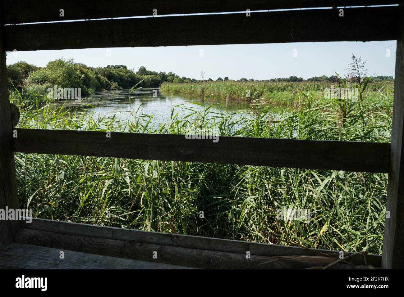 Ham Wall RSPB Nature Reserve in the Somerset Levels, UK. Stock Photo