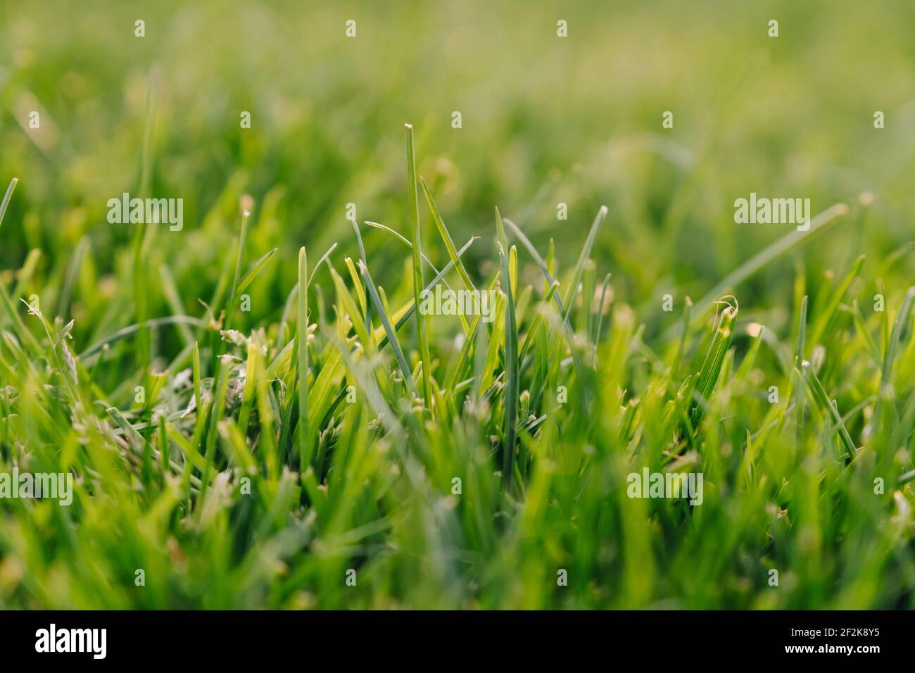 Green grass in nature background Stock Photo - Alamy